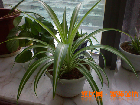 臥室植物吊蘭